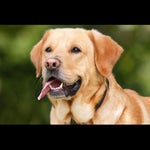 Naik Anjing Aja Naik Anjing