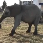 1. SUARA GAJAH OPENING