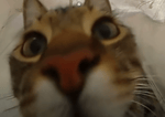 video 1656595462 - Sound