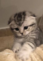 angel shepchet mojo imya YUpi Angel