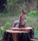 Молодец успел среагировать - Sound