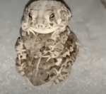 very low quality funky town