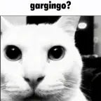 gargingo