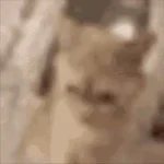 Low quality cat scream