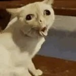 glitchy cough meme