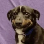 Dog whinning