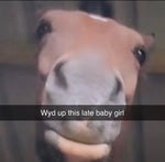 peter griffin you stupid N sound effect - Sound