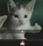 Chipi chipi chapa chapa cat