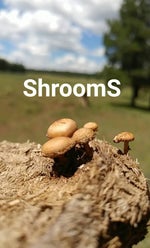 Humpty dance instrumental