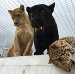 an Interlude Called "Circus"