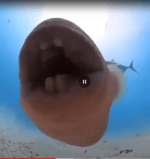 Building Sound Effect Fortnite Free To Download! My First Most