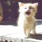 Meowing for Rawr