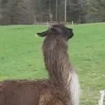 lama facher qui a la flème car il pue et il sens pas bon