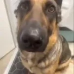 Dog Whimpering (slow)