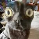 bald eagle screech (copy)