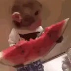 insane watermelon beat