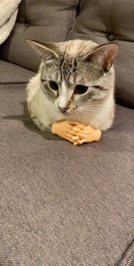 十宗罪 XIAO LING SONG TIKTOK