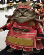 samurai cat