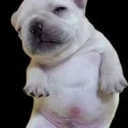 iampibblewahsmybellay