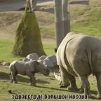 picolino nicker rhino