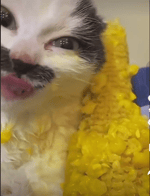 Gangsta Broccoli - Sound