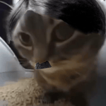 Гитлер Chipi Chapa