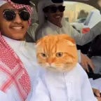 arabic cat