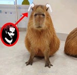 Nasheed most powerful