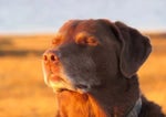 DOG IN SUN LIGHT MEME