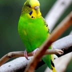 Parakeet (annoying)