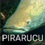 Pirarucu - Sound