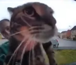 cat doorbell meow