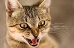 Cat Angry