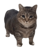 Cat Meme - u i i io i ii a