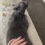 when the cat wants butt slaps
