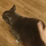 when the cat wants butt slaps