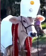 I wish I was that cookier