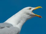 seagull