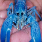 blue lobster