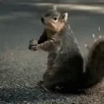 SquirrelSqueaking