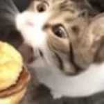 Here Kitty You Can Has Cheezburger LOUD (copy)