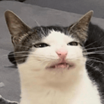 Russian bear plays school - Sound