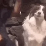 DOGGIE RAGE