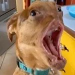 deafraft Cave Sounds