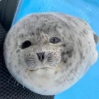 Pochemu Nelzja Jajtsa v Pylesos