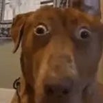 Confess your love (Sped Up)