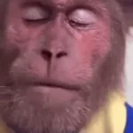 Ride Wife, Life Good - Animated_[_YouConvert.net_]