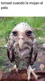 mi polla matysitoflowbakan0 parodia ella baila sola eslabón arm