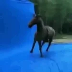 Álecky's Day At AlagoLands