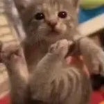 can we stay home tonight